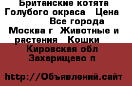 Британские котята Голубого окраса › Цена ­ 8 000 - Все города, Москва г. Животные и растения » Кошки   . Кировская обл.,Захарищево п.